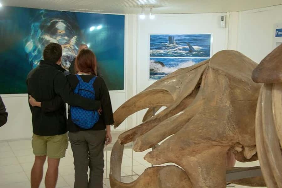 Puerto Madryn: Full Day Peninsula Valdes Experience Tour - Caleta Valdes and its elephant seal colony