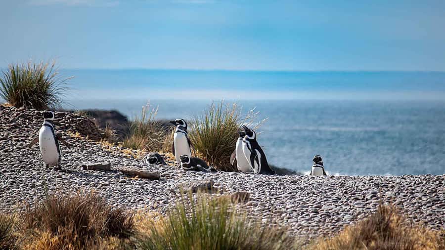Puerto Madryn: Full Day Peninsula Valdes Experience Tour - Guide, driver, and transport quality