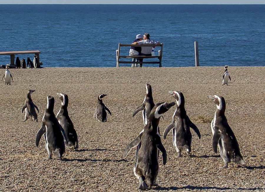 Puerto Madryn: Península Valdes with optional Whale Watching - Why Península Valdés is worth the long day