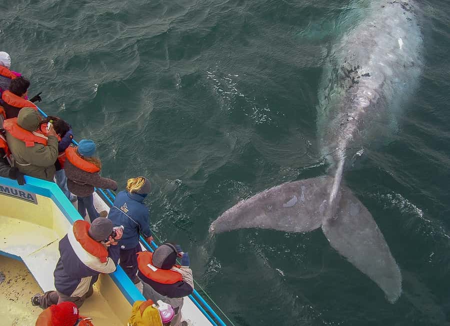 Puerto Madryn: Península Valdes with optional Whale Watching - Lunch in Puerto Pirámides or Caleta Valdés