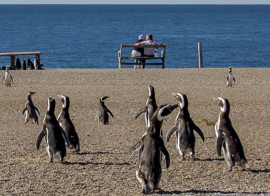 Puerto Madryn: Península Valdes with optional Whale Watching - Salt flats, open country, and Punta Delgada