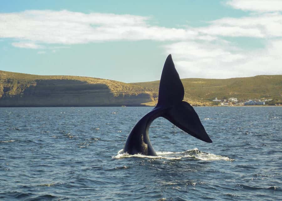 Puerto Madryn: Península Valdes with optional Whale Watching - The Carlos Ameghino Interpretation Center