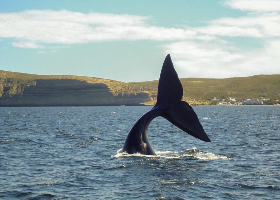 Puerto Madryn: Península Valdes with optional Whale Watching - Timing, comfort, and what to pack