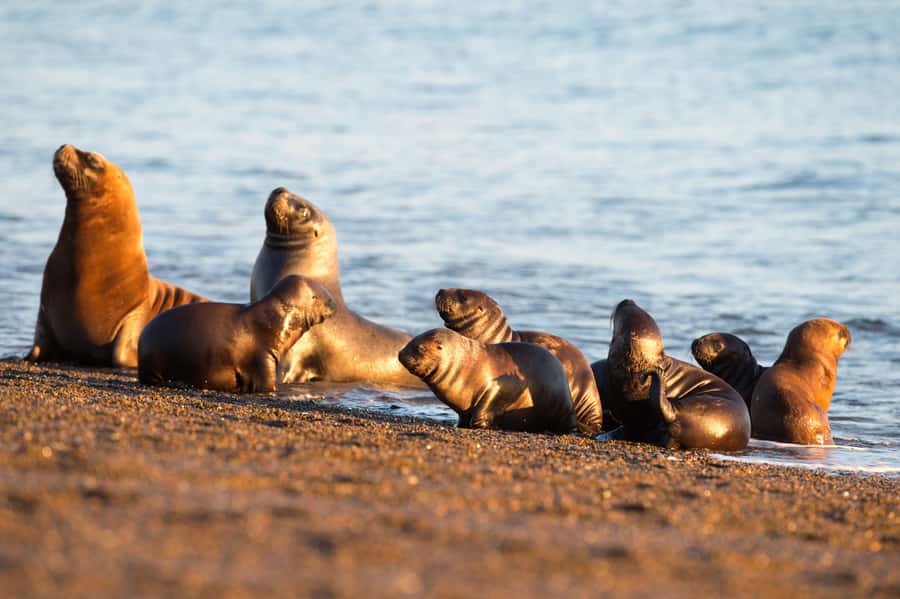 Puerto Madryn: Península Valdes with optional Whale Watching - Who should book this experience?