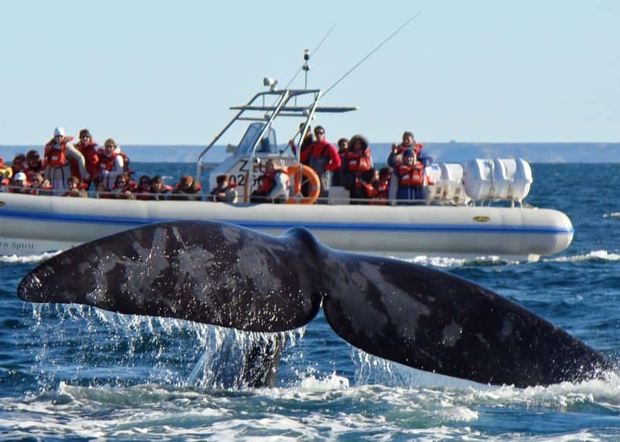 Puerto Madryn: Península Valdes with optional Whale Watching - Puerto Pirámides and the optional whale boat