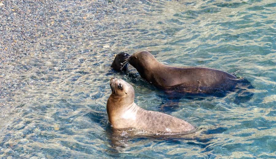 Puerto Madryn: Punta Loma Shore Excursion - Starting at Piedrabuena Pier in Puerto Madryn