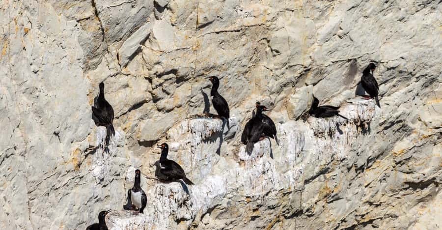 Puerto Madryn: Punta Loma Shore Excursion - What the guide adds to a short outing