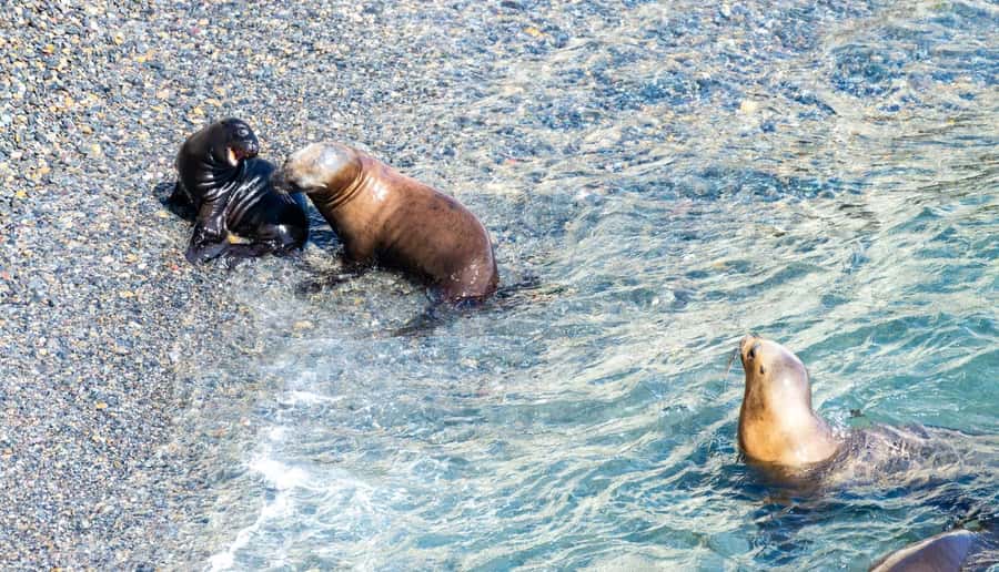 Puerto Madryn: Punta Loma Shore Excursion - Is $50 a fair price?