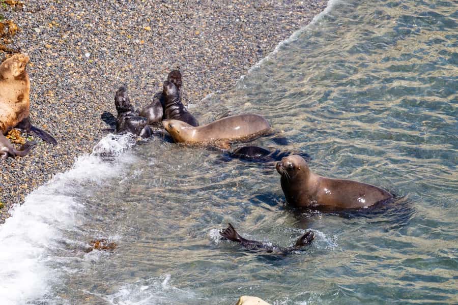Puerto Madryn: Punta Loma Shore Excursion - A quick look at Puerto Madryn before the reserve