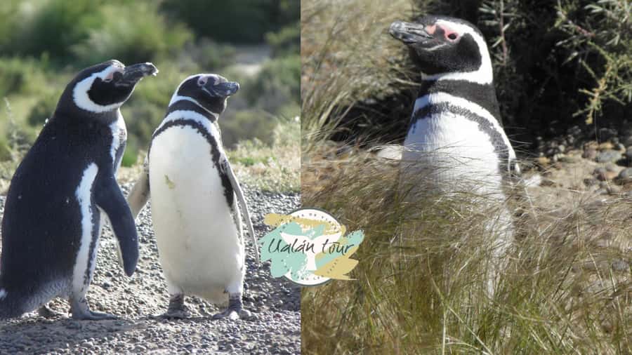 Puerto Madryn: Punta Tombo Shore Excursion for Cruise Guests - Punta Tombo highlights at a glance