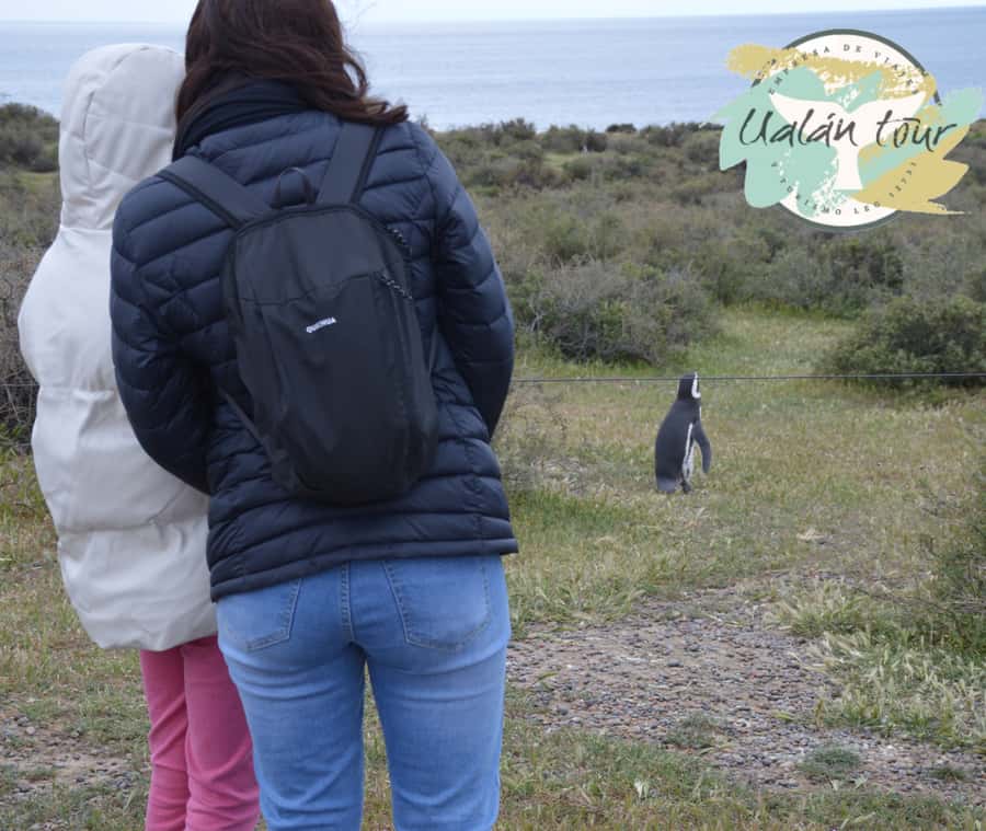Puerto Madryn: Punta Tombo Shore Excursion for Cruise Guests - Who should book this shore excursion?