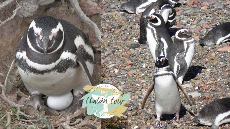 Puerto Madryn: Punta Tombo Shore Excursion for Cruise Guests - Why Punta Tombo is worth the long ride