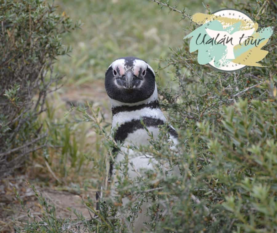 Puerto Madryn: Punta Tombo Shore Excursion for Cruise Guests - The four-hour road to the reserve