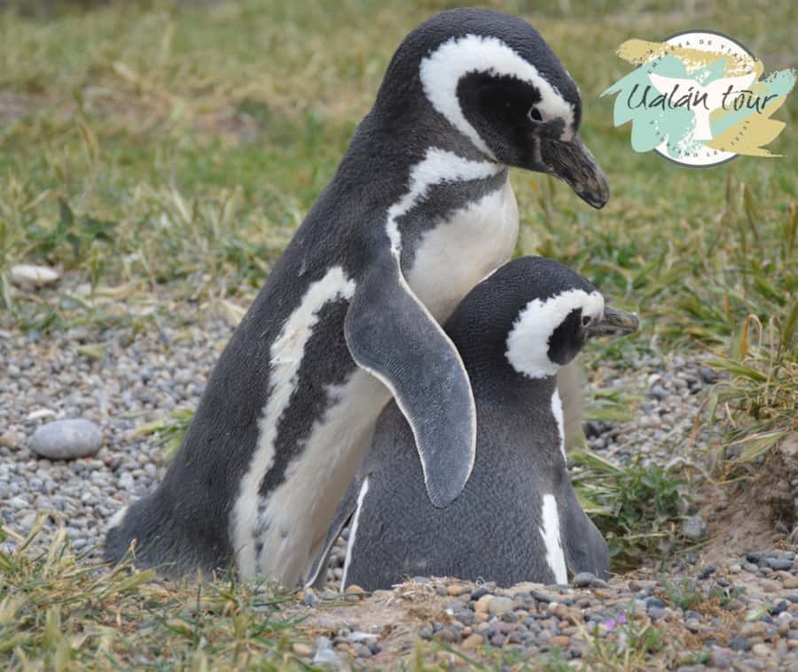 Puerto Madryn: Punta Tombo Shore Excursion for Cruise Guests - How much time will you really have?