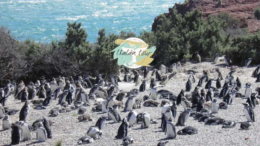Puerto Madryn: Punta Tombo Shore Excursion for Cruise Guests - Guide service and group size