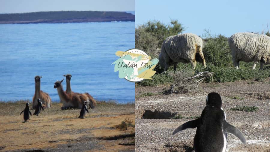 Puerto Madryn: Punta Tombo Shore Excursion for Cruise Guests - Toilets, clothing, and what to carry