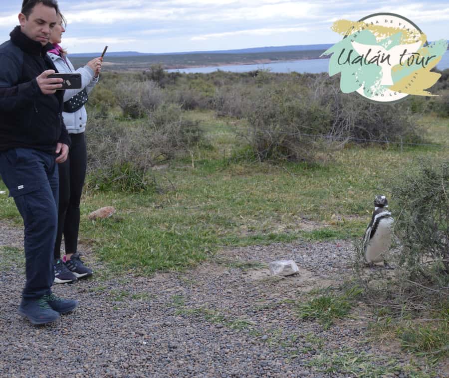 Puerto Madryn: Punta Tombo Shore Excursion for Cruise Guests - Is the $90 price good value?