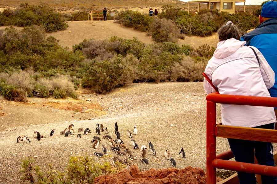 Puerto Madryn: Punta Tombo Walking Among Penguins Experience - Key points before you book