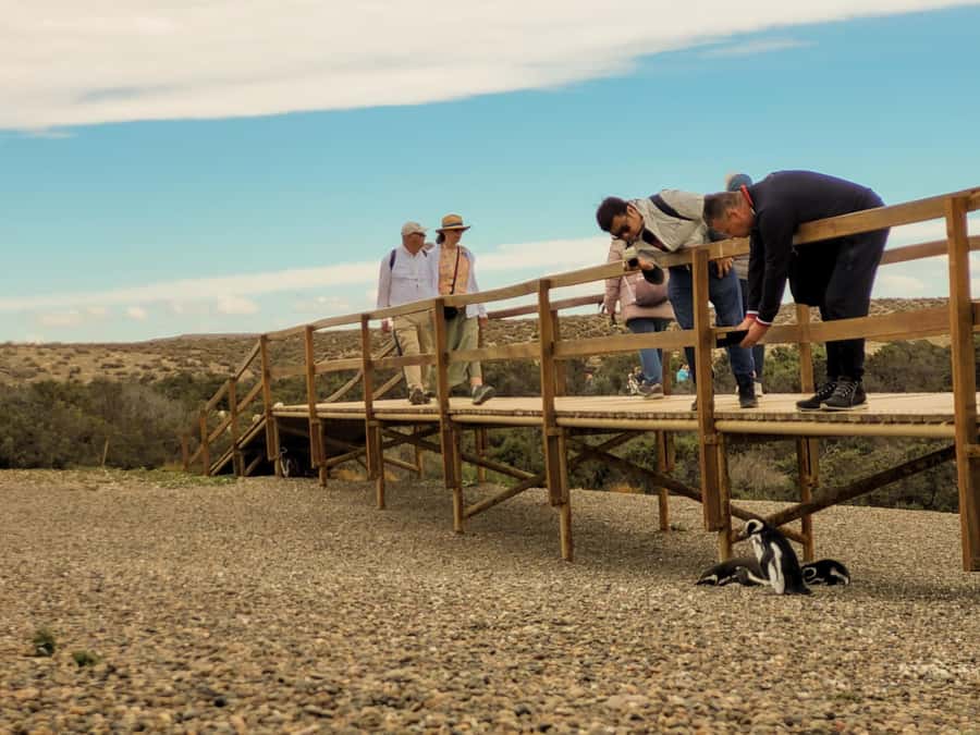 Puerto Madryn: Punta Tombo Walking Among Penguins Experience - Why Punta Tombo is worth the long ride
