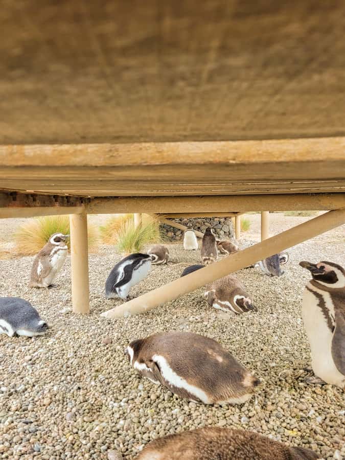 Puerto Madryn: Punta Tombo Walking Among Penguins Experience - Walking the 3-kilometer Punta Tombo route