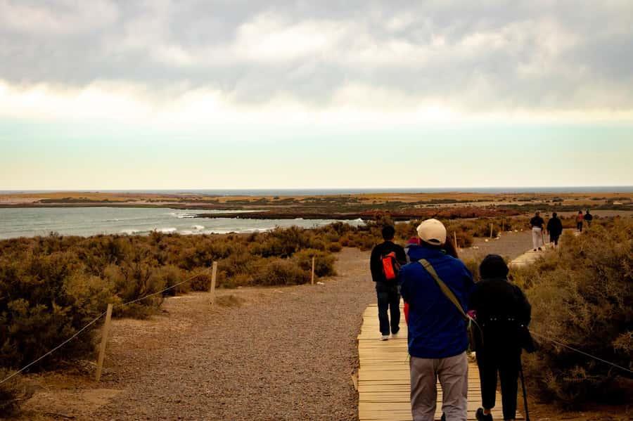 Puerto Madryn: Punta Tombo Walking Among Penguins Experience - Is $120 per person good value?