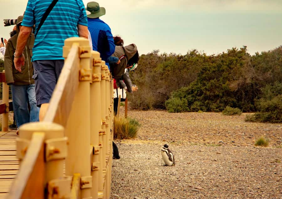 Puerto Madryn: Punta Tombo Walking Among Penguins Experience - Who will enjoy this experience most?