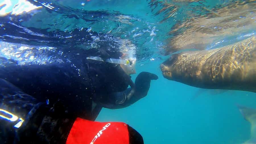 Puerto Madryn: Snorkeling Trip with Sea Lions - Why Puerto Madryn is a strong place for sea lion snorkeling