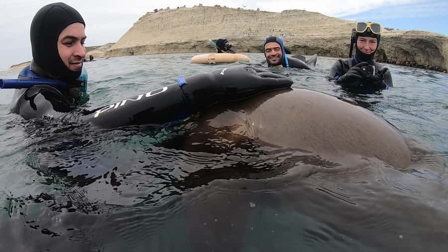 Puerto Madryn: Snorkeling Trip with Sea Lions - Guides, group atmosphere, and photography