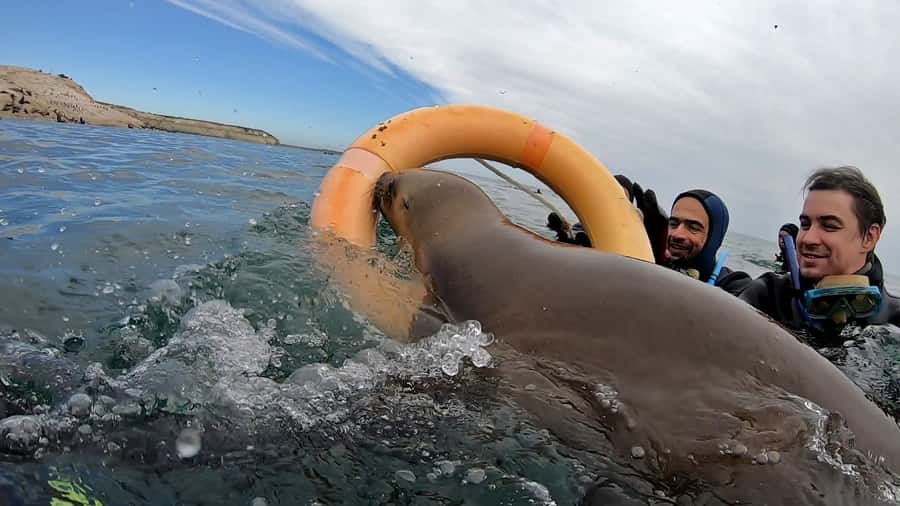 Puerto Madryn: Snorkeling Trip with Sea Lions - Who should book this Puerto Madryn experience?