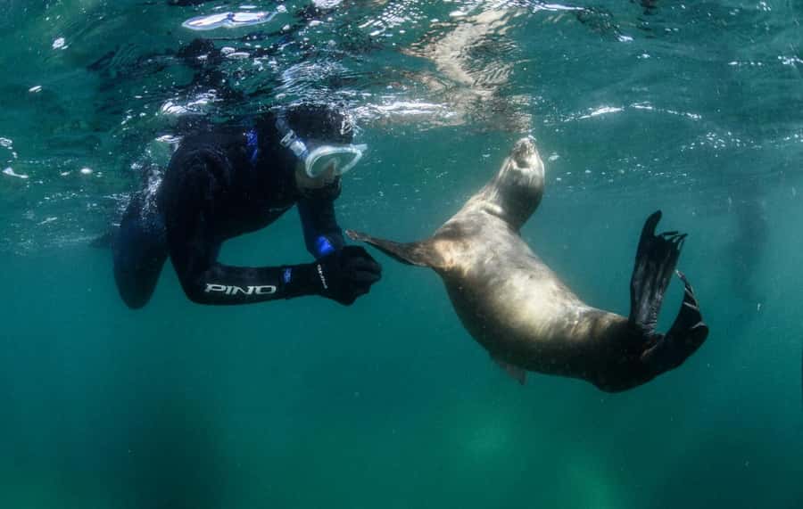 PUERTO MADRYN , SNORKELING WITH SEA LIONS - The 35 to 40 minutes in the water