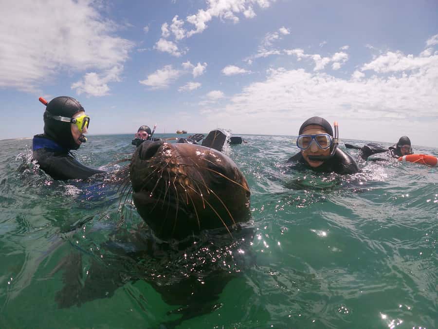 PUERTO MADRYN , SNORKELING WITH SEA LIONS - Timing for cruise passengers
