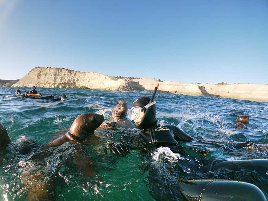 PUERTO MADRYN , SNORKELING WITH SEA LIONS - What Punta Loma gives you