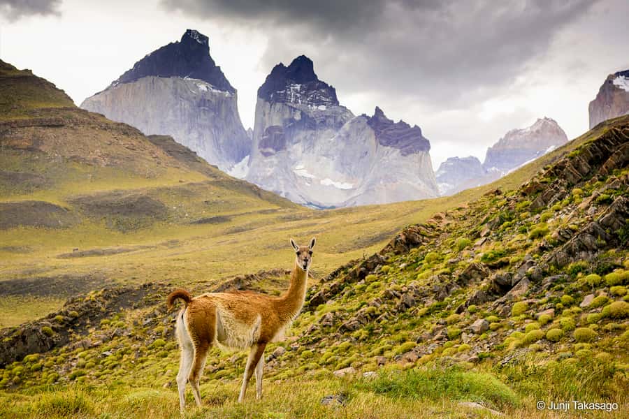 Puerto Natales: Full day tour Torres del Paine National Park - Pehoe Lake and the easy lakeside walking