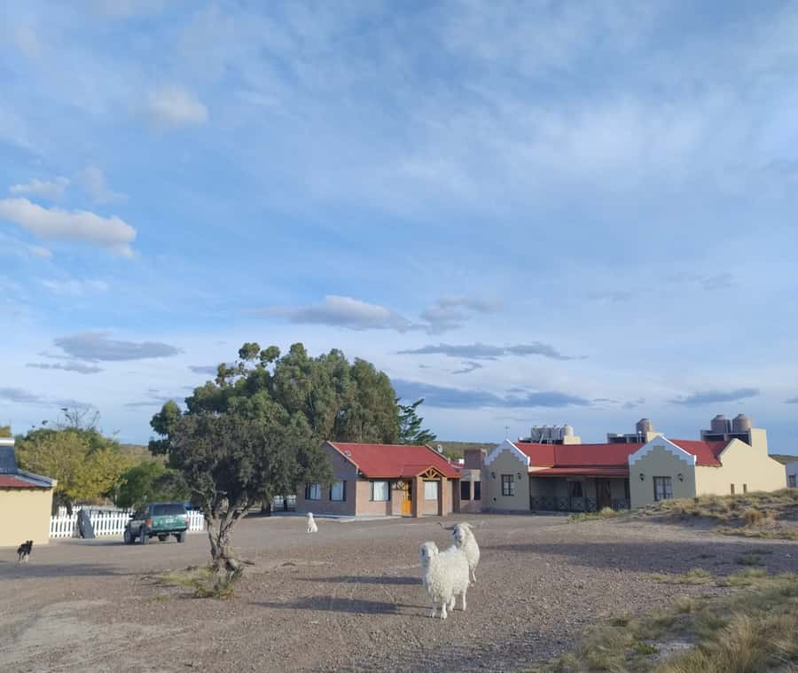 Punta Loma + Ranch Shore Excursion for cruise passengers - Sheep shearing is the ranch highlight