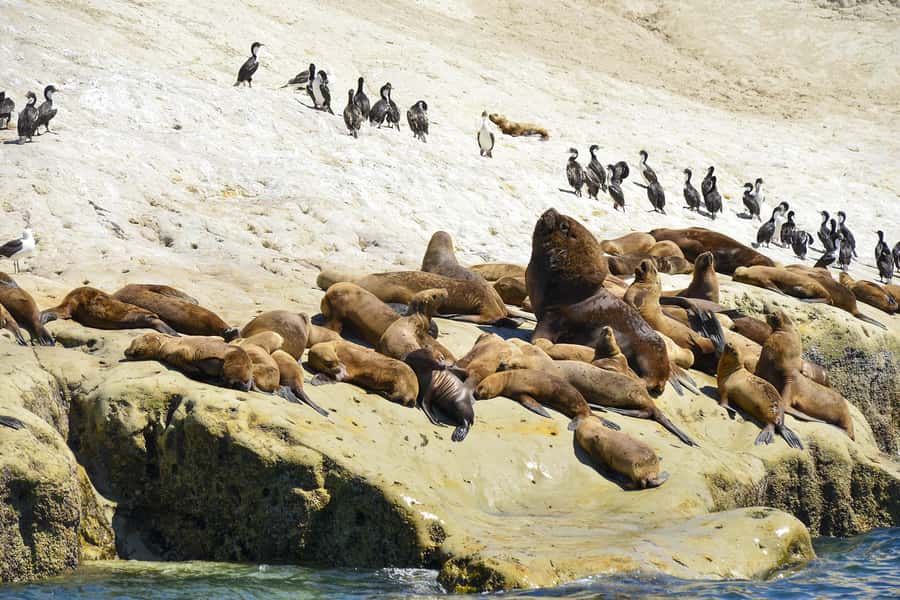Punta Loma Shore Excursion with City tour - Five things to know before you book