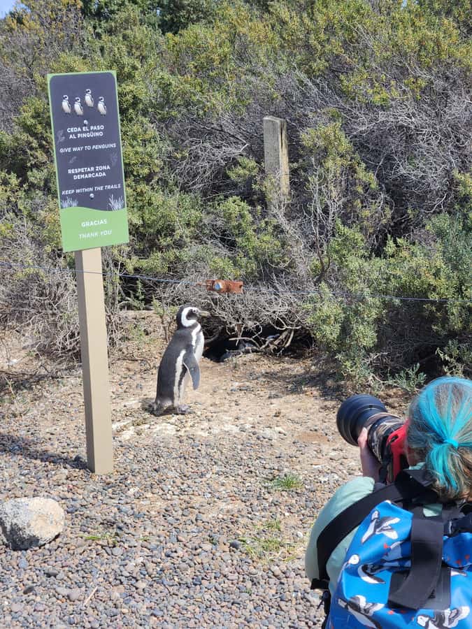 Punta Tombo Cruise Shore Excursion - Walk among penguins - Key points to know before you book