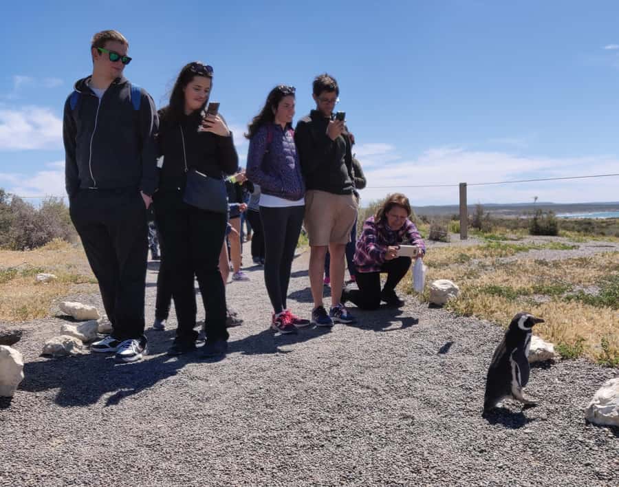 Punta Tombo Cruise Shore Excursion - Walk among penguins - From Puerto Madryn pier to the Patagonian steppe