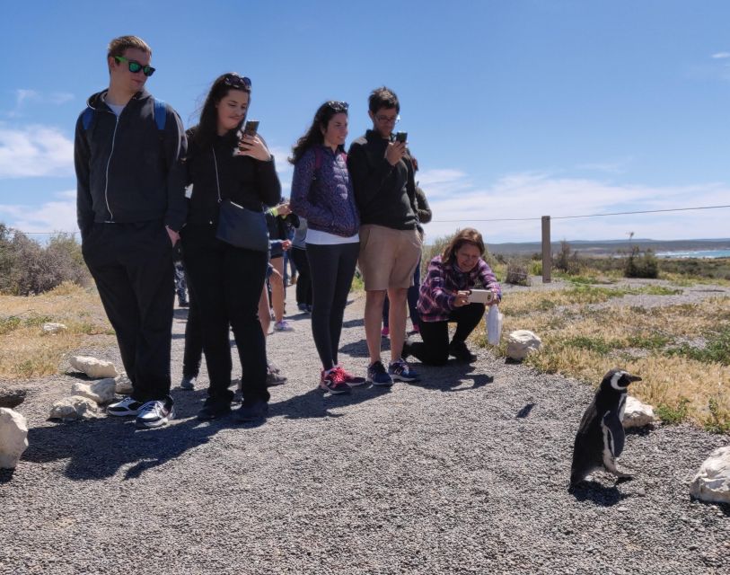 Punta Tombo Cruise Shore Excursion - Walk among penguins - Return timing for Oosterdam, Celebrity, Viking, and other ships
