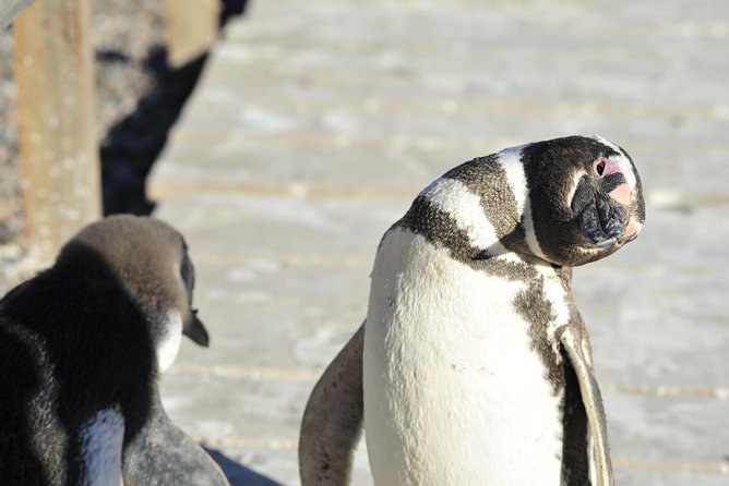 Punta Tombo Penguin Colony from Puerto Madryn with optional Toninas Watching - Is $158 a fair price?