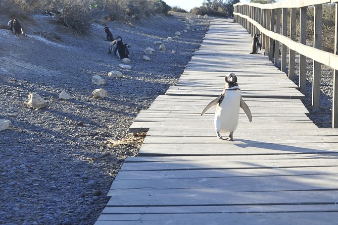 Punta Tombo Penguin Colony from Puerto Madryn with optional Toninas Watching - Practical details that matter