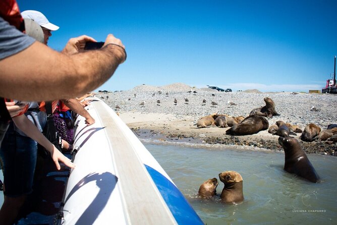 Punta Tombo Penguin Colony from Puerto Madryn with optional Toninas Watching - The 90-minute Toninas boat trip from Puerto Rawson
