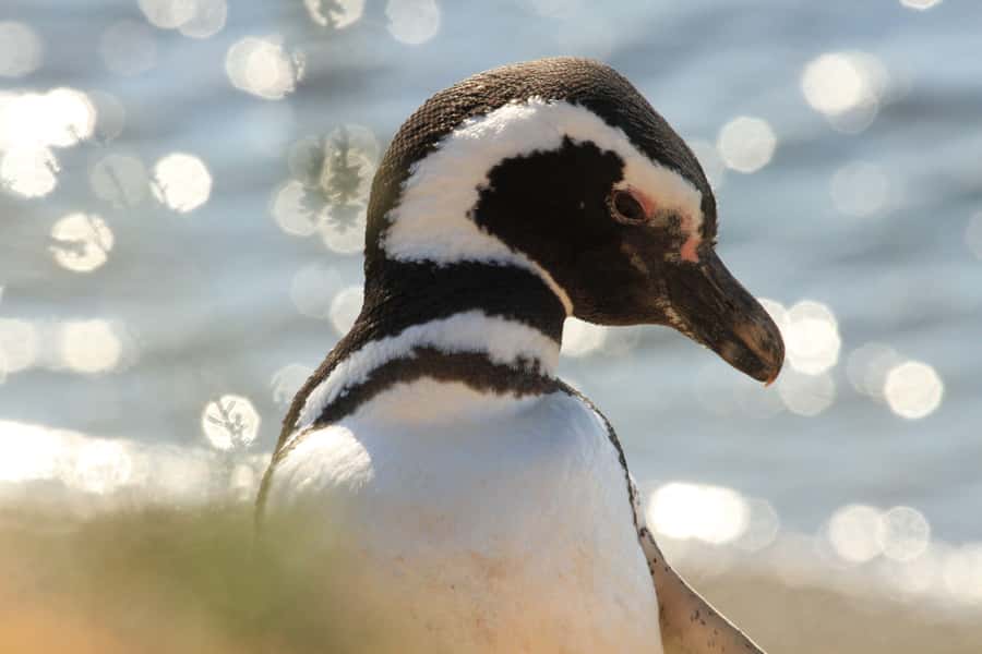 Punta Tombo Penguin Tour & Optional Tonina Watching - Key points to know before booking