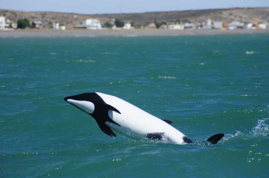Punta Tombo Penguin Tour & Optional Tonina Watching - FAQ