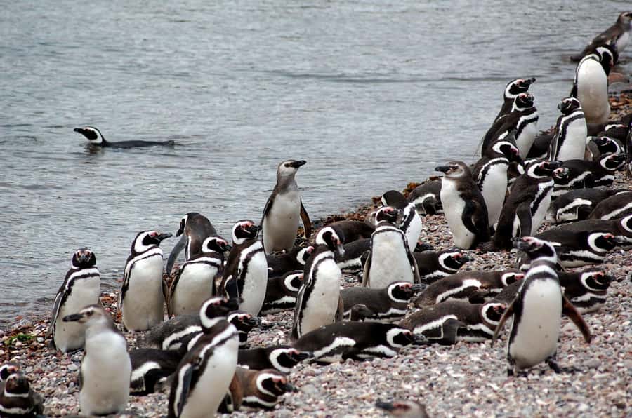 Punta Tombo Penguin Tour & Optional Tonina Watching - Why Punta Tombo makes this such a memorable day