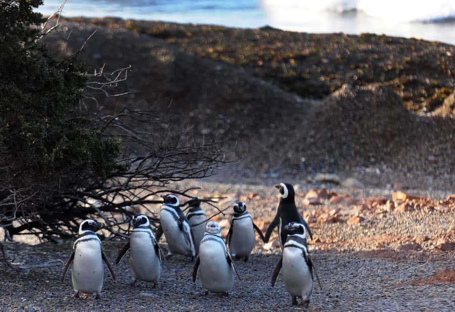Punta Tombo Penguin Tour & Optional Tonina Watching - Punta Tombo’s penguins and busy shoreline