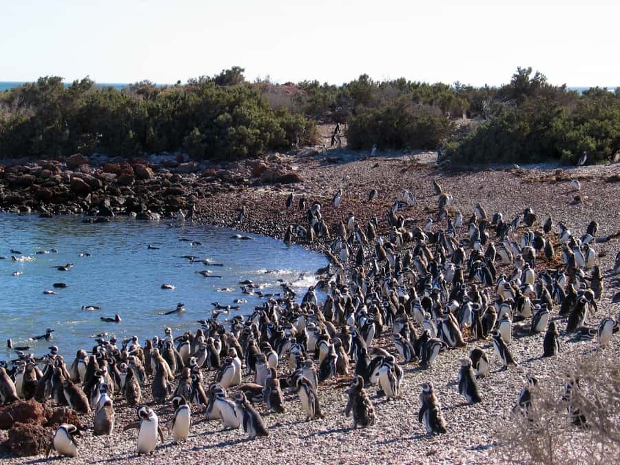 Punta Tombo Penguin Tour & Optional Tonina Watching - The Gaiman alternative and Welsh tea