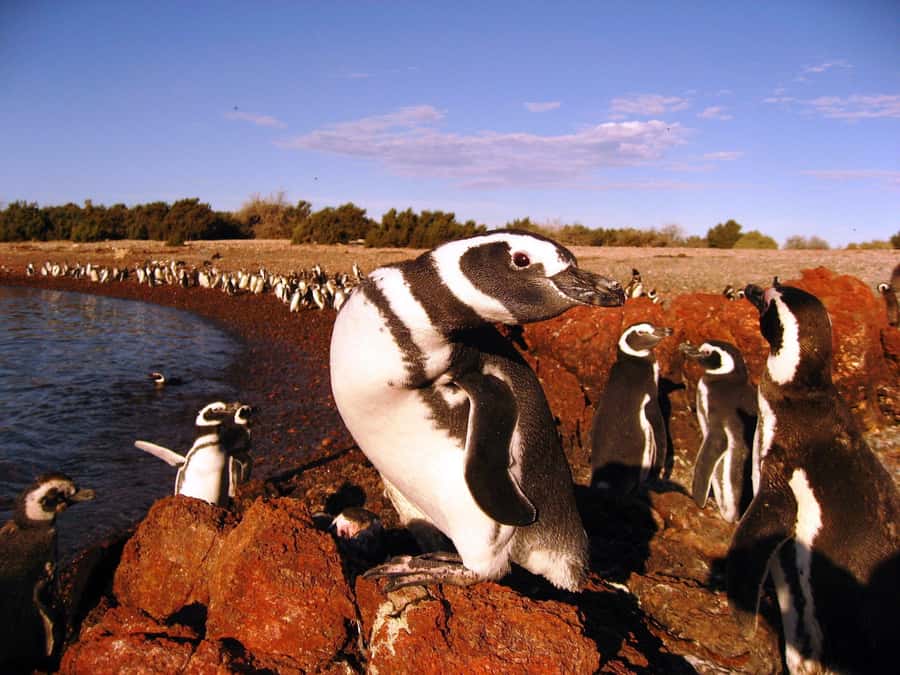 Punta Tombo Penguin Tour & Optional Tonina Watching - Is $300 per person good value?