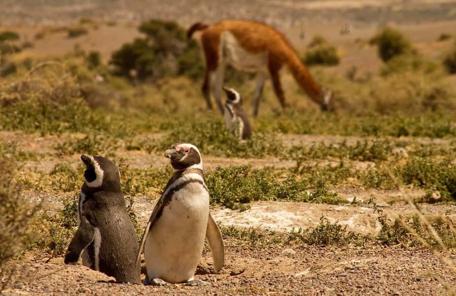 Punta Tombo Penguin Tour & Optional Tonina Watching - Booking advice and final call