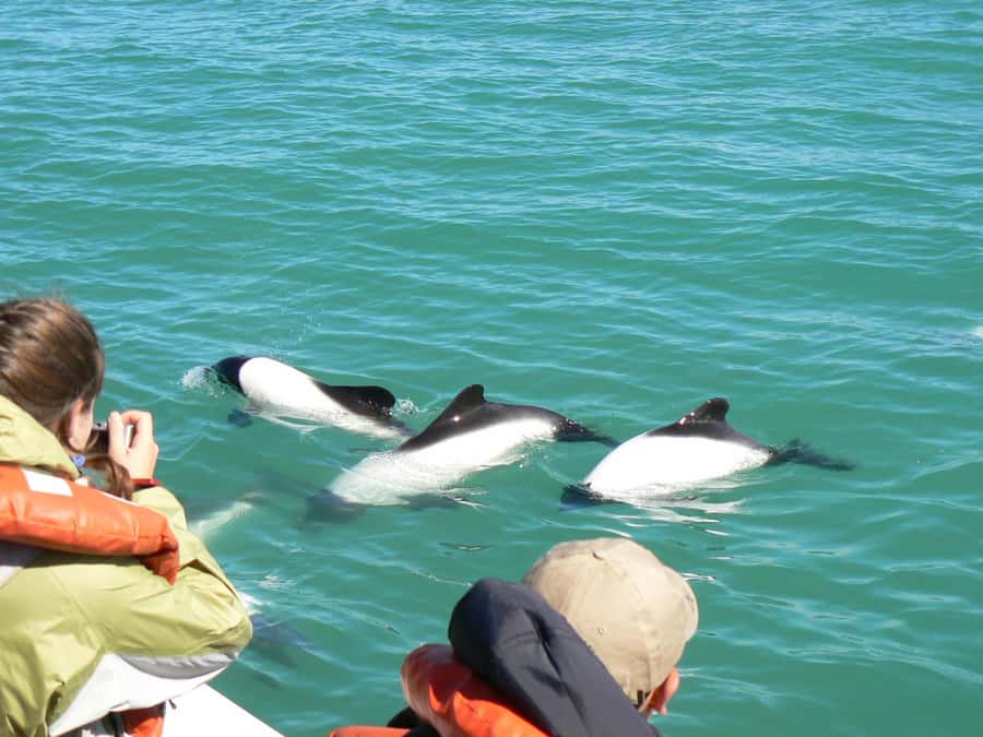 Punta Tombo Penguin Tour & Optional Tonina Watching - The 7:30 am pickup from Puerto Madryn