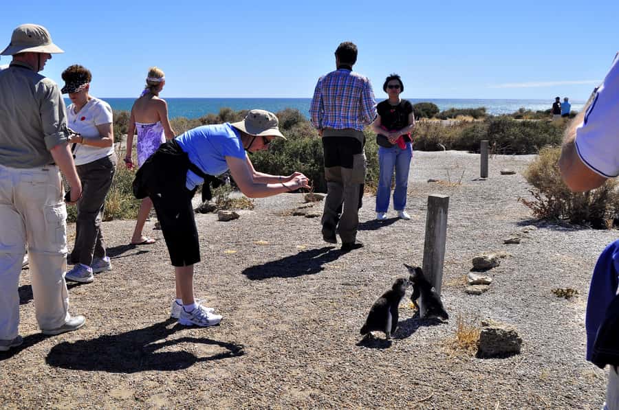 Punta Tombo Shore Excursion for Cruise Passengers + City - Wildlife beyond the penguins